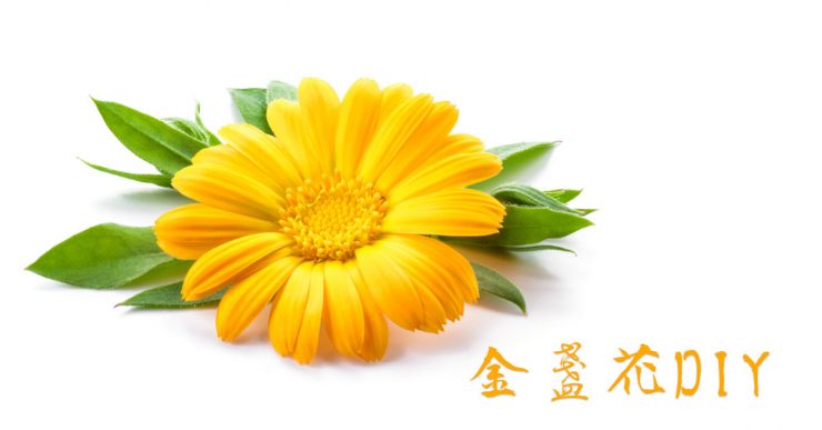 金盞花
