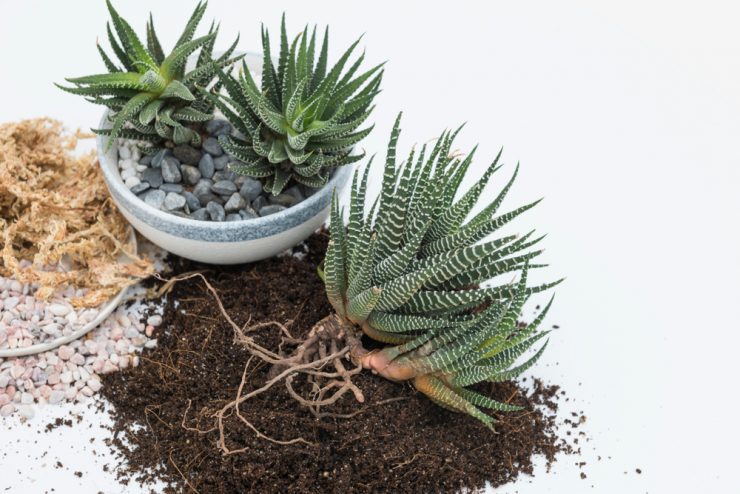 多肉植物的澆水方法 依照季節及澆水量 頻率幫助健康長大的5種方法 美力升級beauty Upgrade