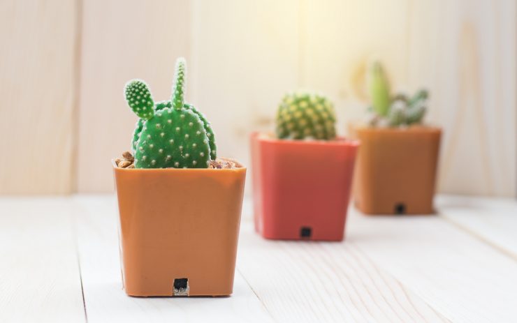 多肉植物代表品種及人氣品種 全10種 其中一定會有你喜歡的類型 美力升級beauty Upgrade