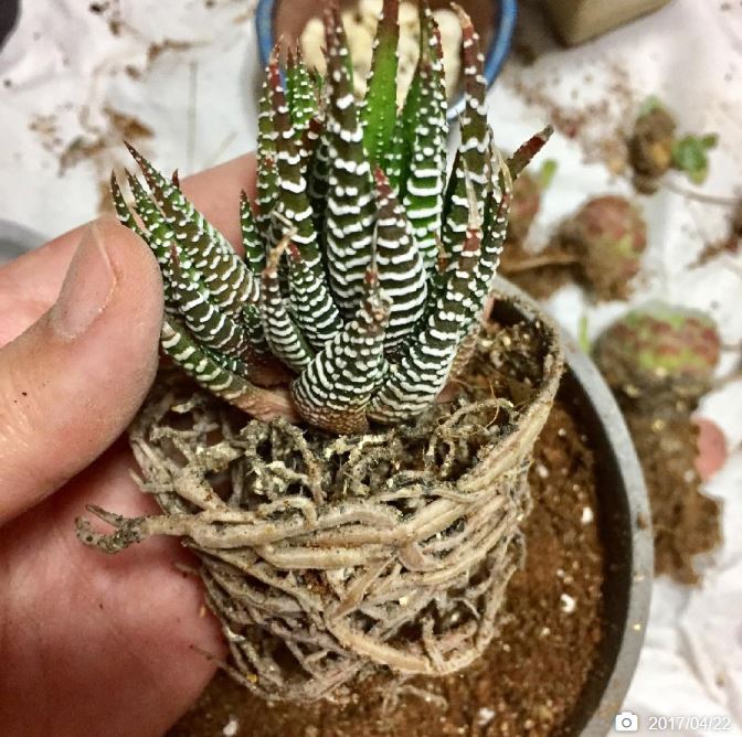 多肉植物 換盆
