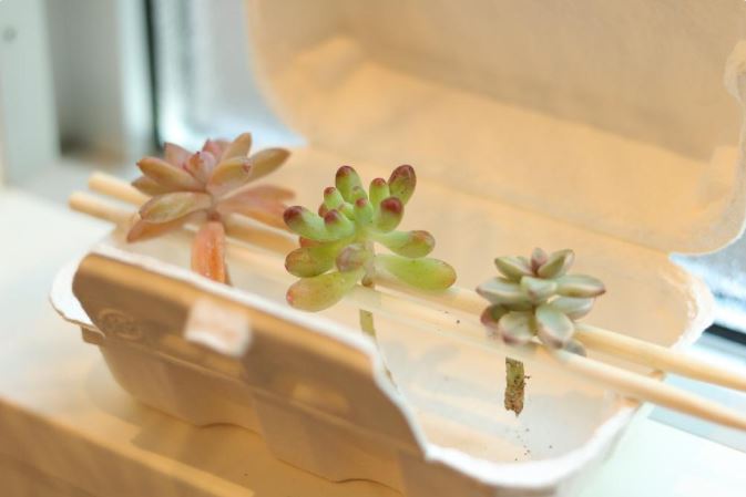 多肉植物 照顧