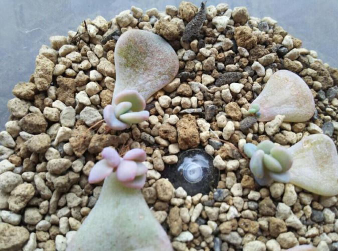 多肉植物 照顧