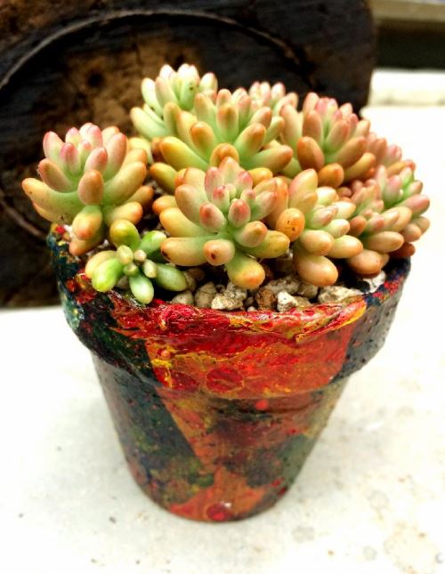 多肉植物 照顧