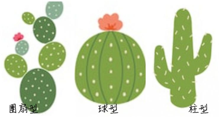 仙人掌盆栽
