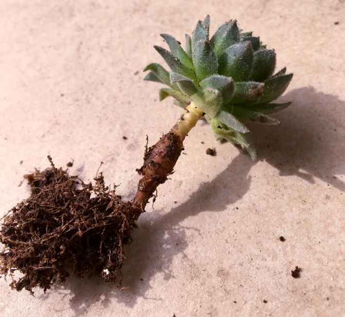 多肉植物 換盆