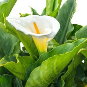 室內植物 風水