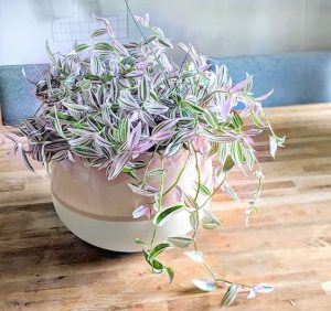 室內植物 風水推薦
