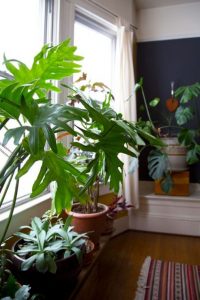 室內植物 風水