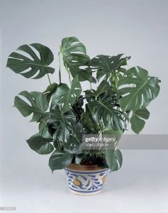 室內植物 風水