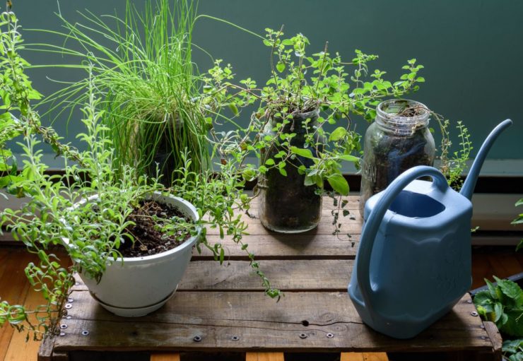 室內植物 風水