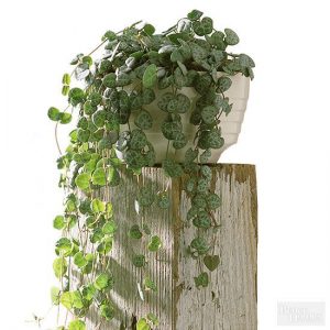 室內植物 風水推薦