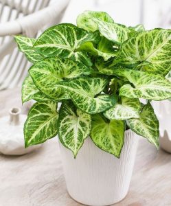 室內植物 風水