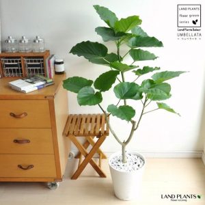 室內植物 風水推薦