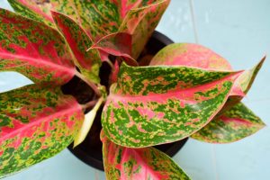 室内植物 推薦 風水