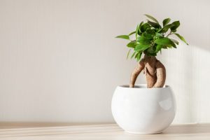 室内植物 推薦 風水