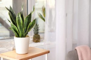 室內植物 風水推薦