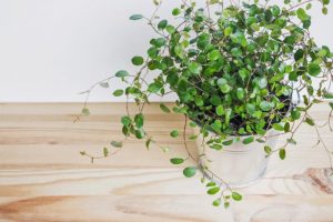 室內植物 風水推薦