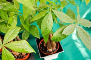 室內植物 風水