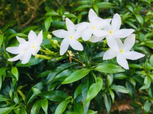 室內植物 風水推薦