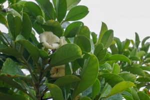 室內植物 風水