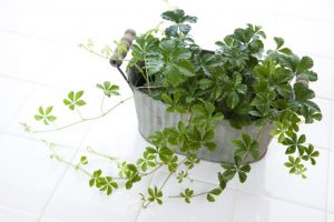室內植物 風水推薦