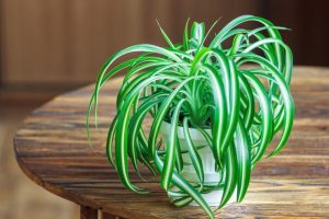 室內植物 風水推薦