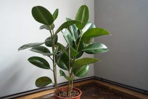 室內植物 風水推薦