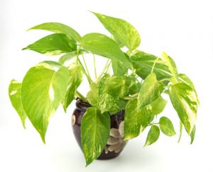 室內植物 風水