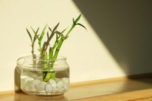 室内植物 推薦 風水