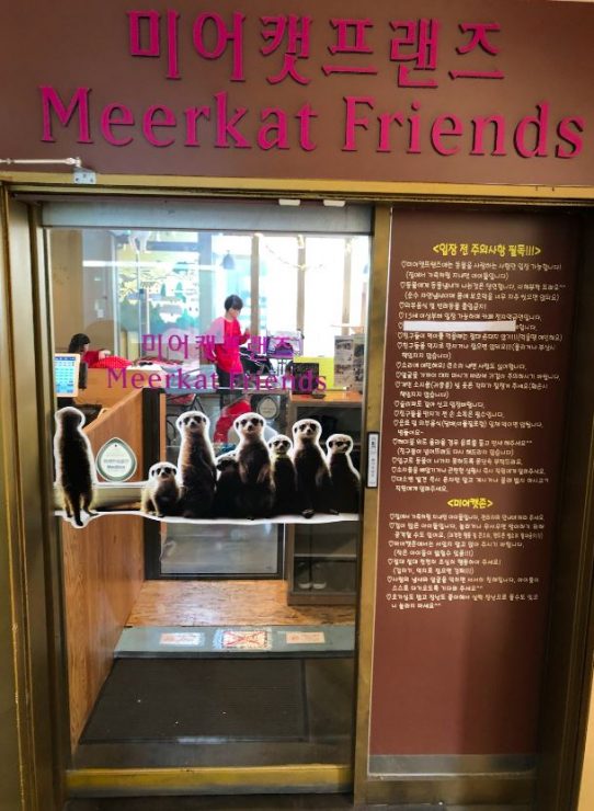 狐獴咖啡聽 「Meerkat friends」