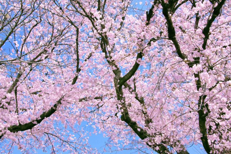 賞花