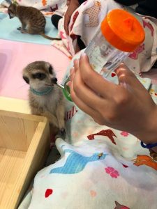 狐獴咖啡廳
