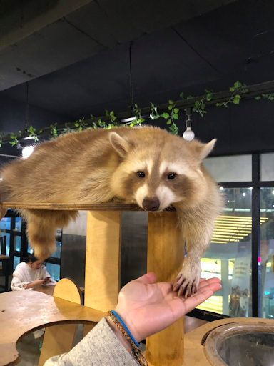 弘大 浣熊咖啡