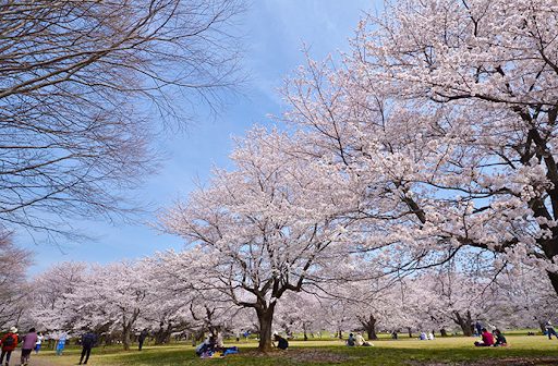 櫻花