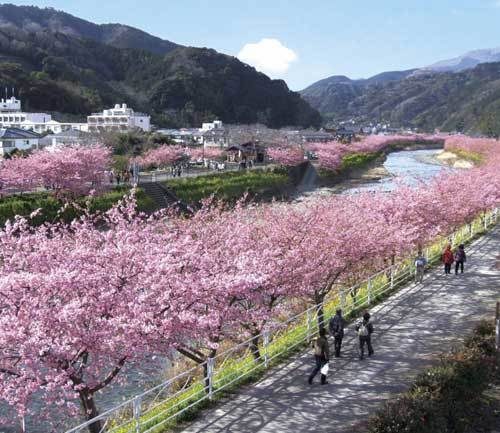櫻花