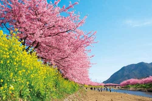 櫻花