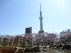 櫻花