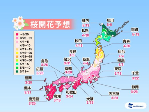 櫻花