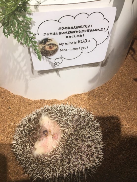 刺蝟咖啡廳