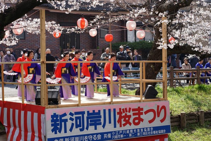川越櫻花