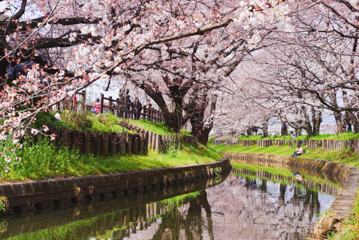川越櫻花