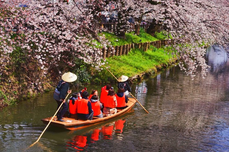 川越櫻花