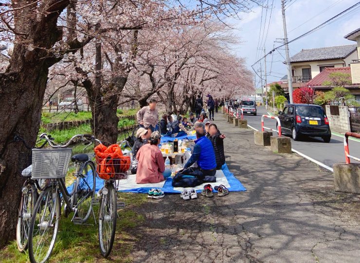 川越櫻花