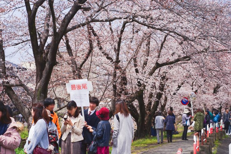 川越櫻花