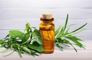 精油 推薦 茶樹