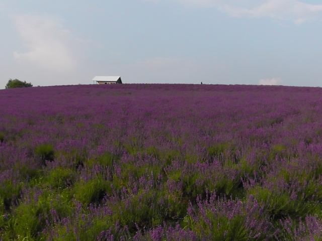 北海道 薰衣草田