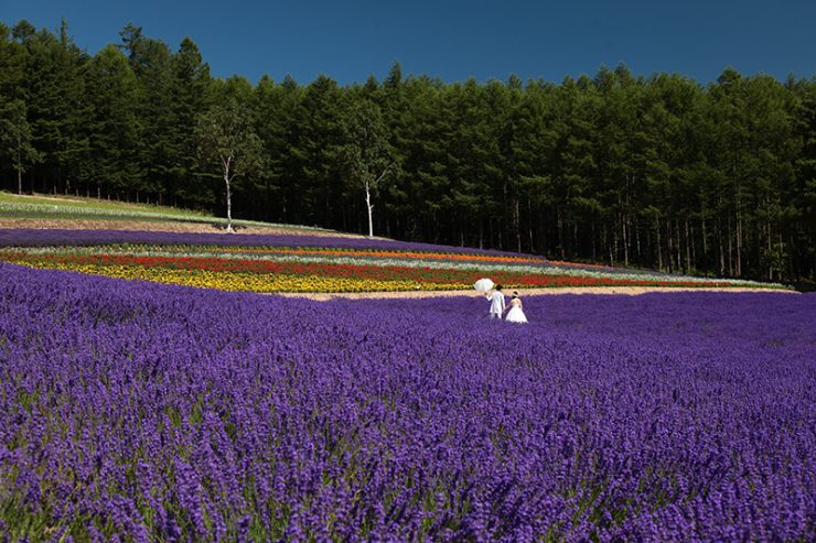 北海道 薰衣草田