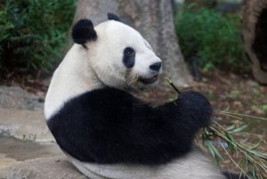 上野親子遊景點