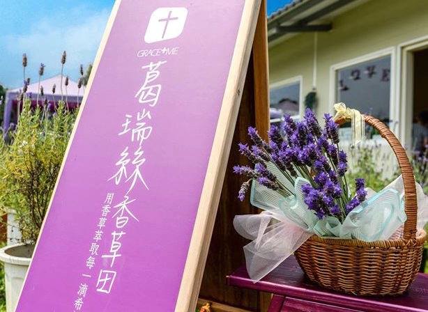 台灣 薰衣草田