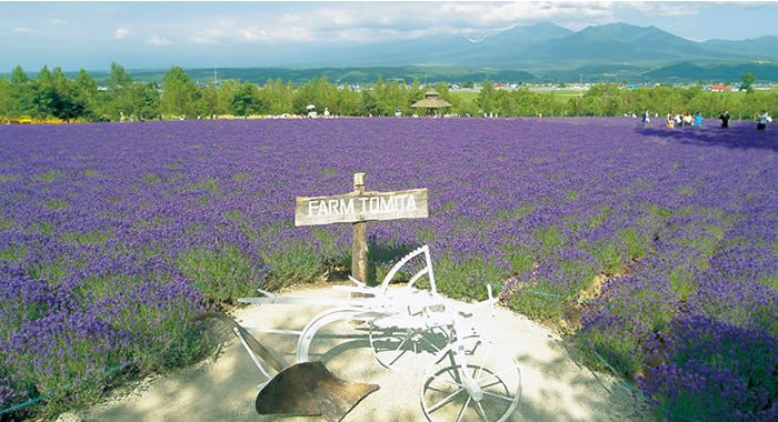 北海道 薰衣草田